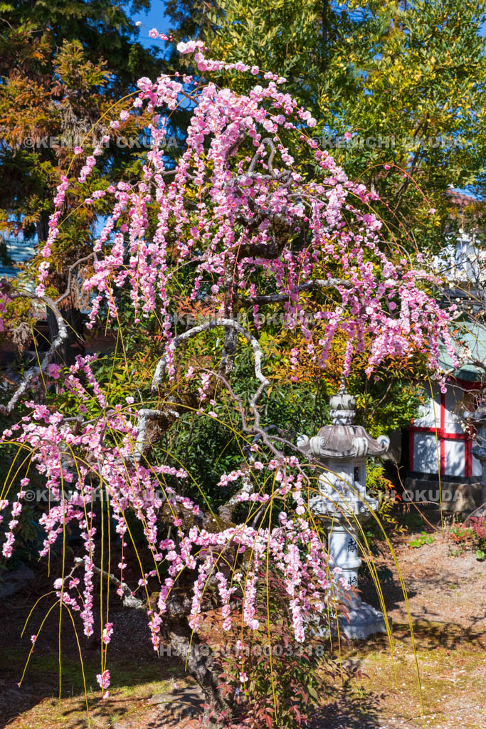 奈良県　菅原天満宮　しだれ梅　土蔵付近