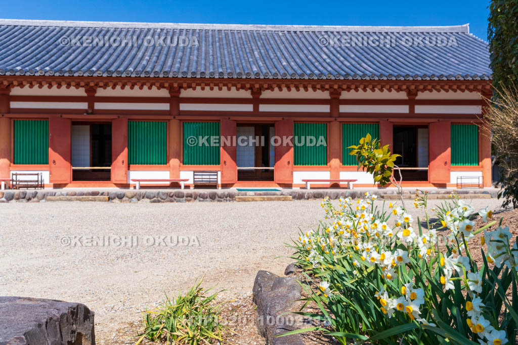 奈良県　薬師寺　白鳳伽藍　水仙と東僧坊