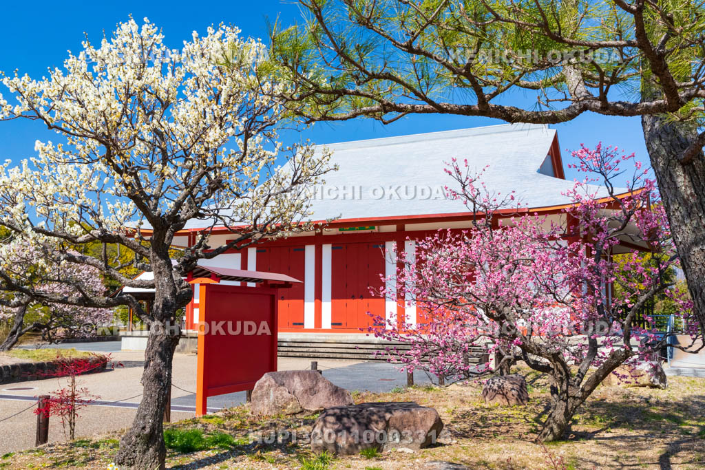 奈良県　薬師寺　白鳳伽藍　梅と聚寶館