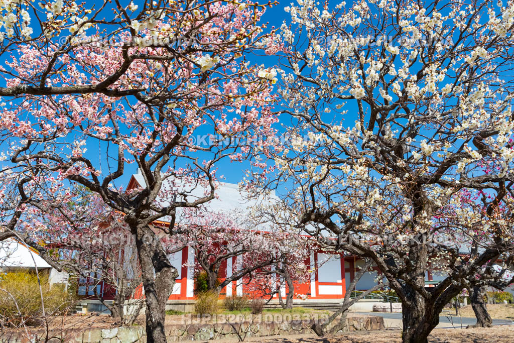 奈良県　薬師寺　白鳳伽藍　梅と聚寶館