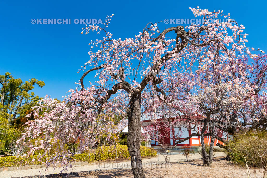 奈良県　薬師寺　白鳳伽藍　梅と聚寶館