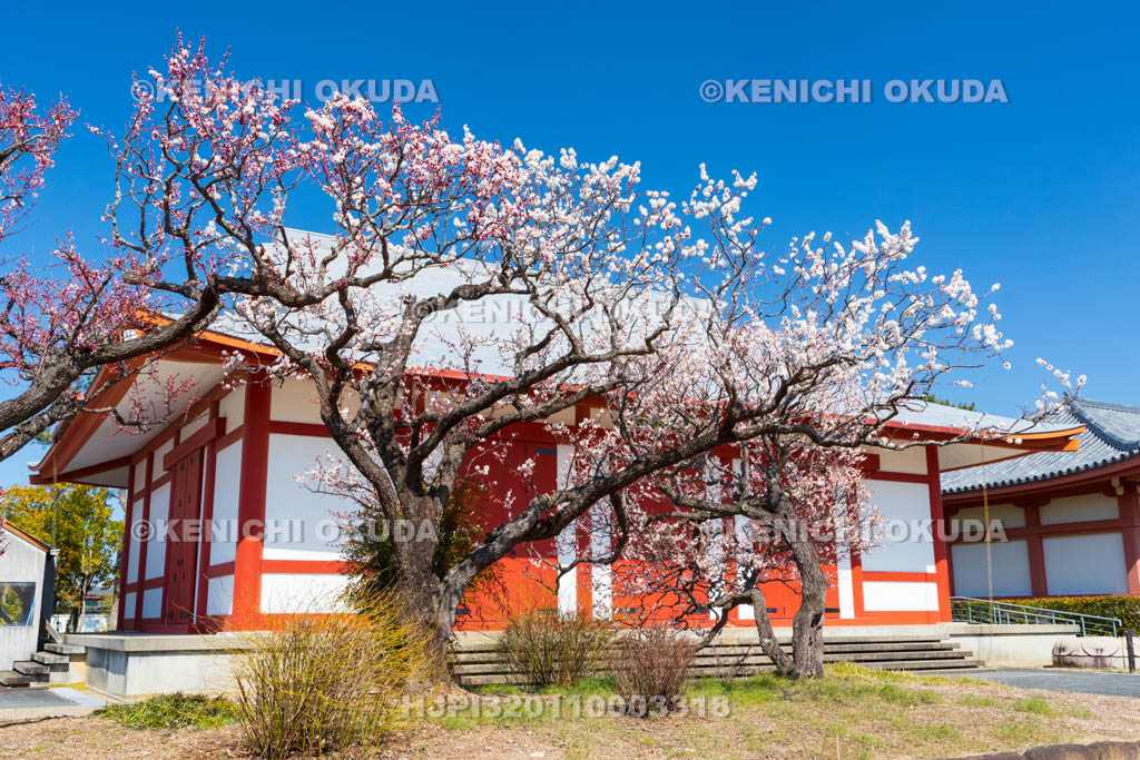 奈良県　薬師寺　白鳳伽藍　梅と聚寶館