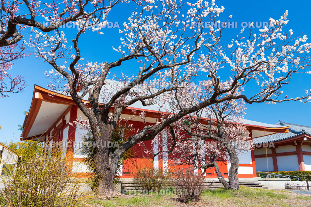 奈良県　薬師寺　白鳳伽藍　梅と聚寶館