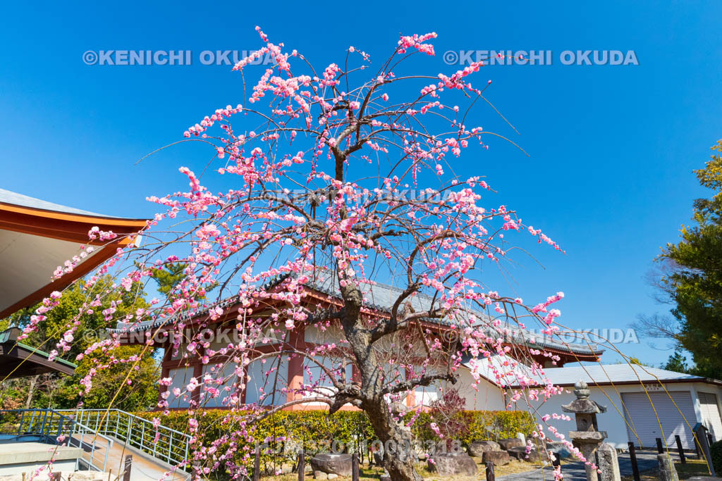 奈良県　薬師寺　白鳳伽藍　梅と大宝蔵殿