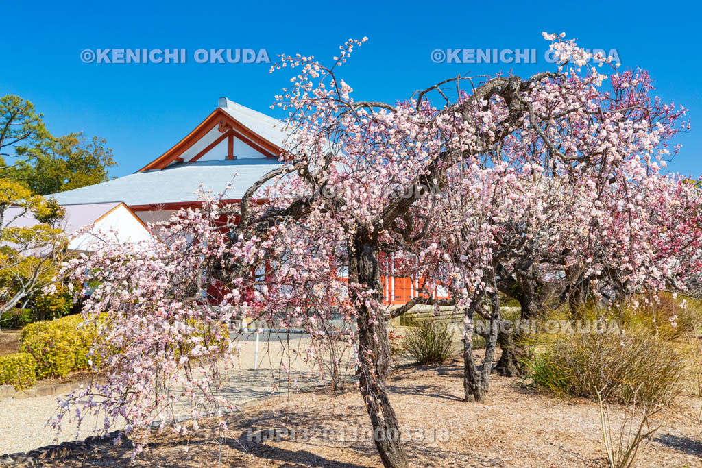 奈良県　薬師寺　白鳳伽藍の梅　聚寶館付近