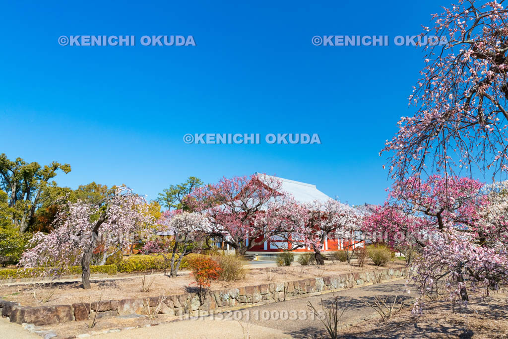 奈良県　薬師寺　白鳳伽藍の梅　聚寶館付近