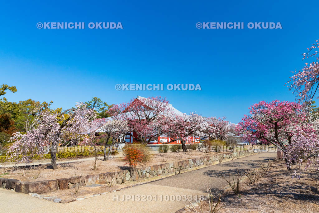 奈良県　薬師寺　白鳳伽藍の梅　聚寶館付近