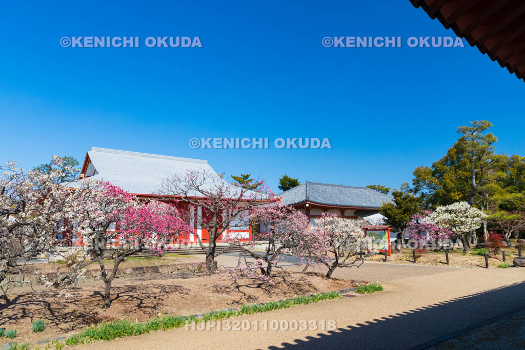 奈良県　薬師寺　白鳳伽藍の梅　聚寶館付近