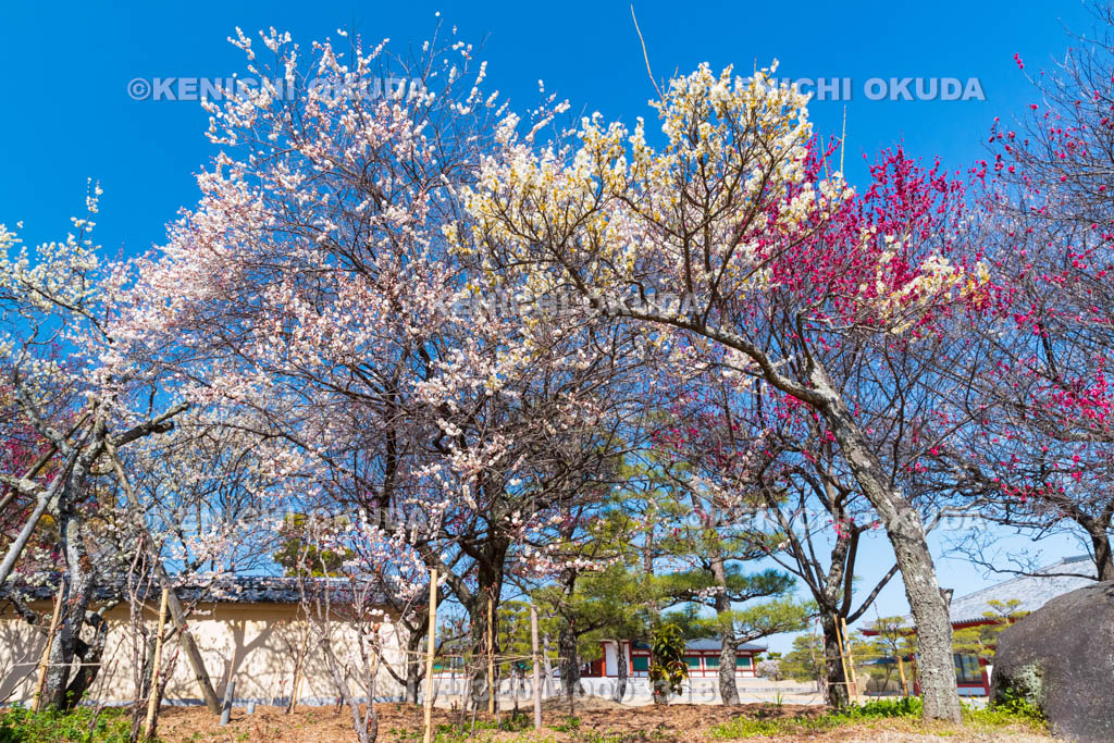 奈良県　薬師寺　北境内地の梅　大門付近
