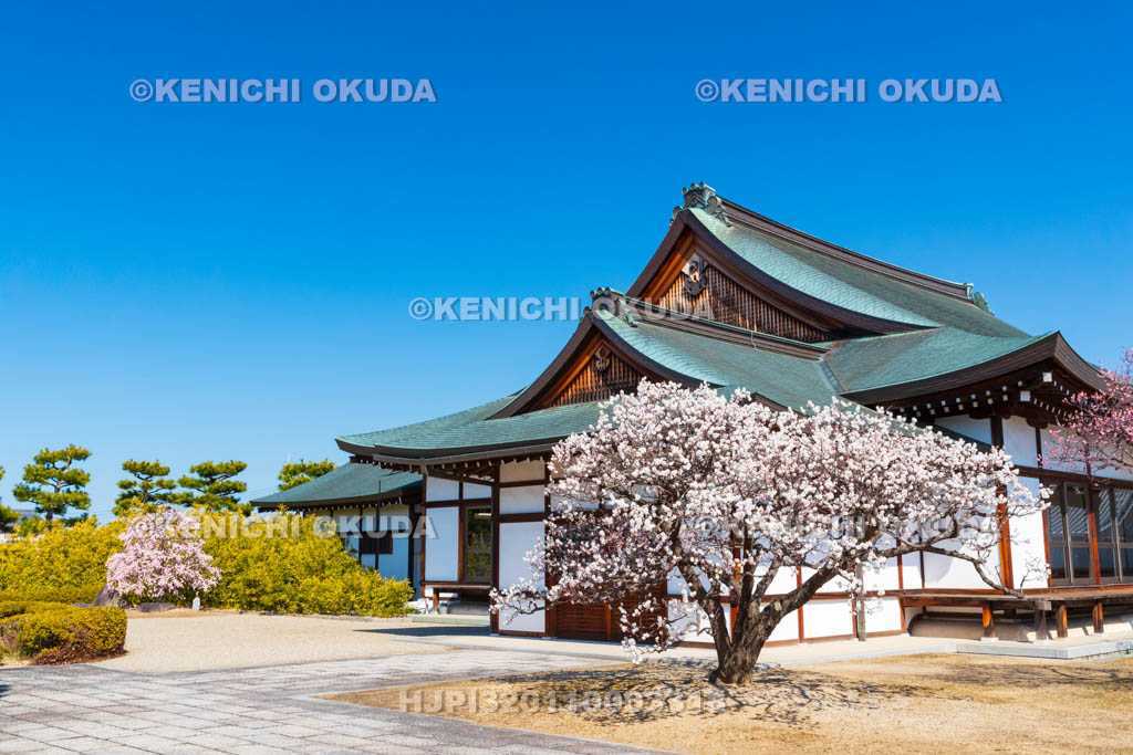 奈良県　薬師寺　北境内地　梅と慈恩殿