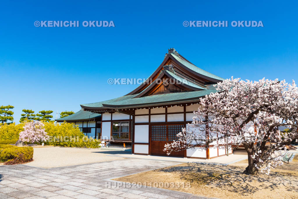 奈良県　薬師寺　北境内地　梅と慈恩殿