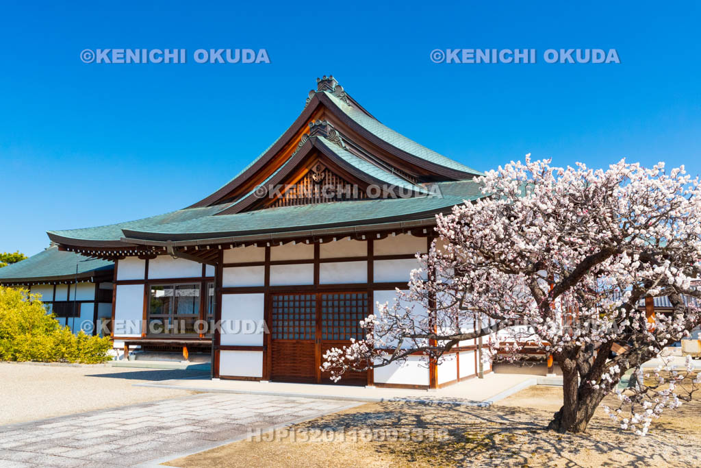 奈良県　薬師寺　北境内地　梅と慈恩殿