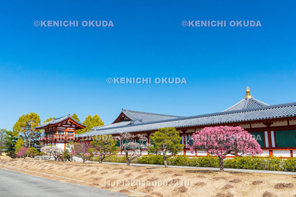 奈良県　薬師寺　梅と玄奘三蔵院伽藍
