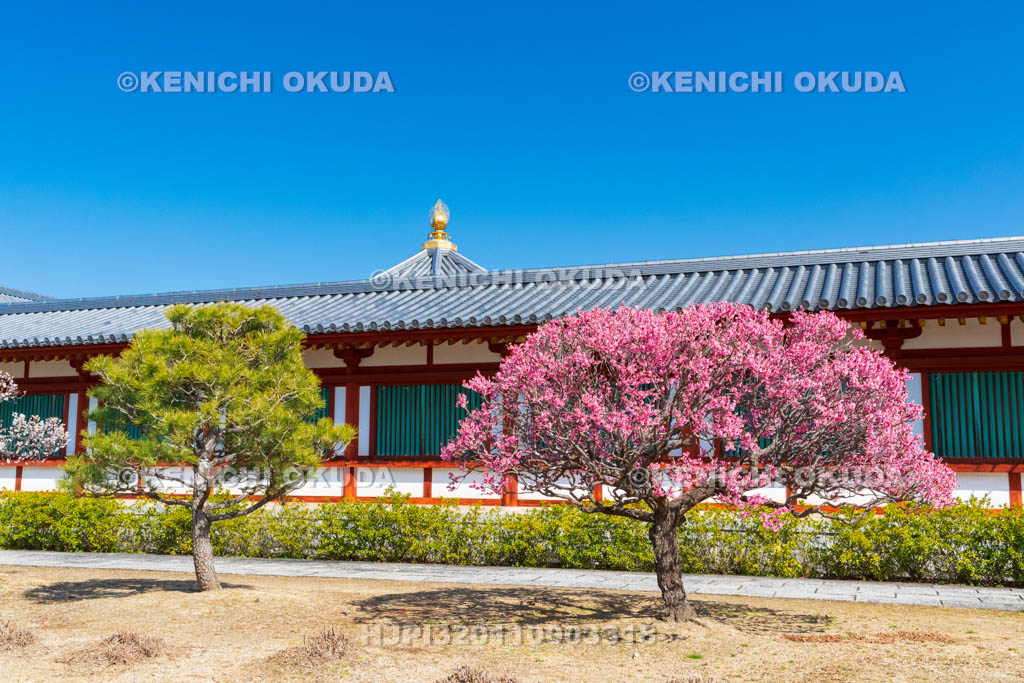 奈良県　薬師寺　梅と玄奘三蔵院伽藍