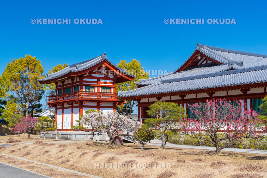 奈良県　薬師寺　梅と玄奘三蔵院伽藍