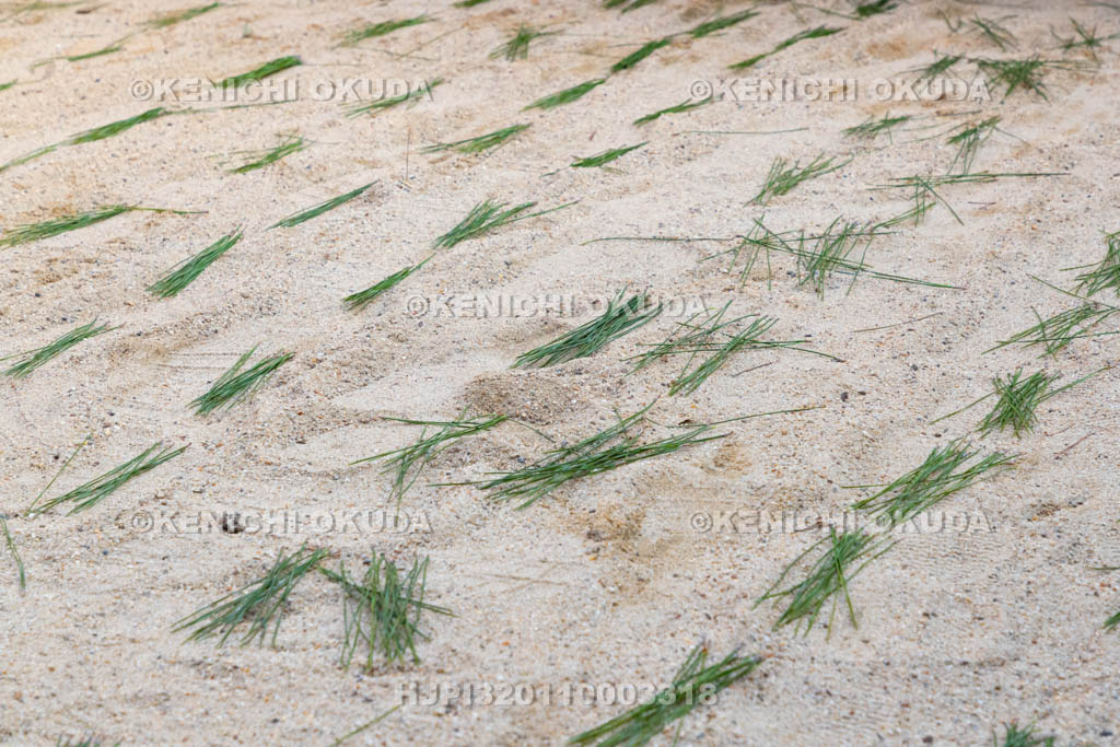 奈良県　調田坐一事尼古神社　おんだ祭　田植え