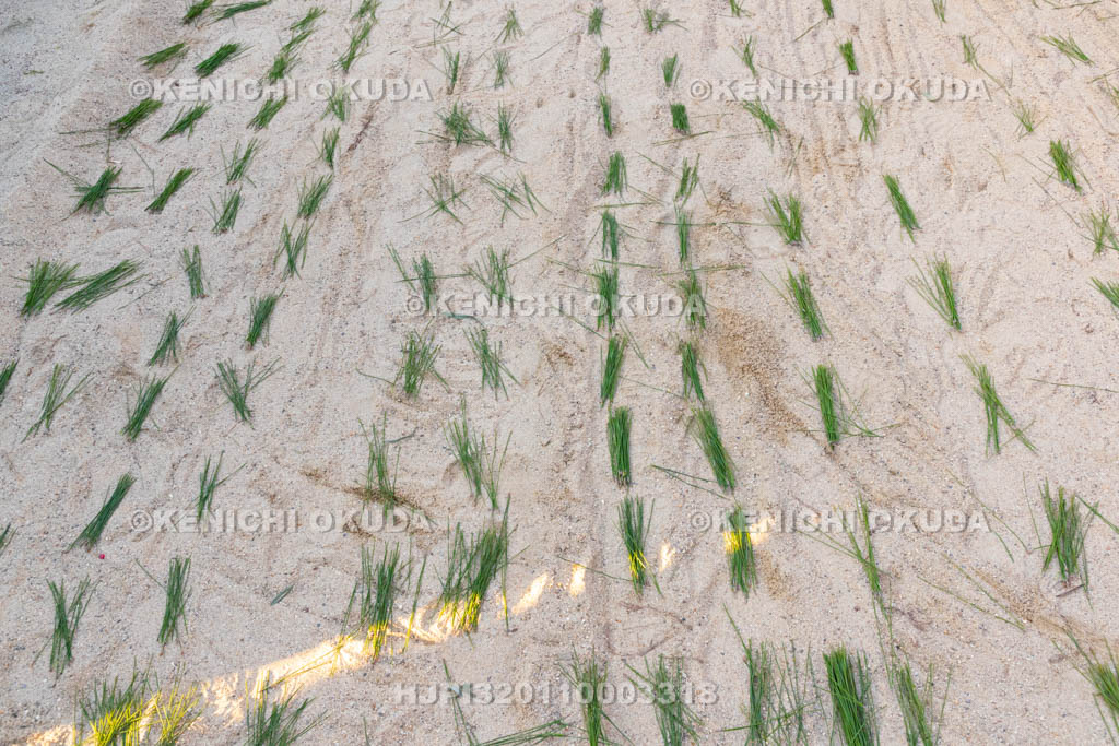 奈良県　調田坐一事尼古神社　おんだ祭　田植え