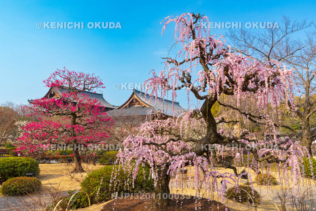 京都府　東寺　梅苑　しだれ梅と紅梅