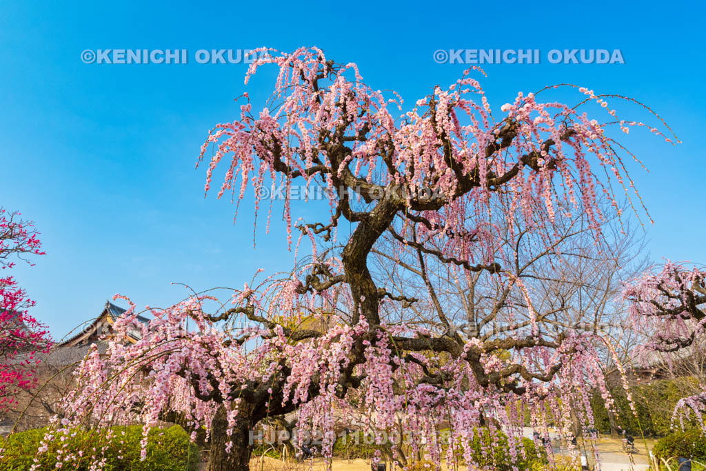京都府　東寺　梅苑　しだれ梅