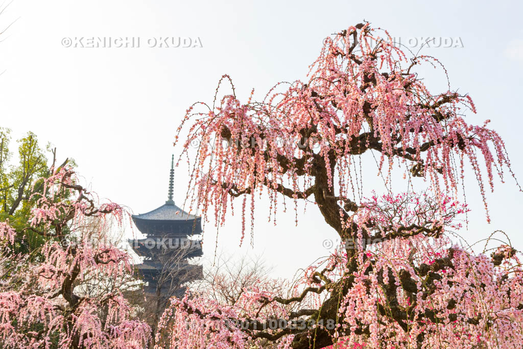 京都府　東寺　梅苑　しだれ梅と五重塔（国宝）