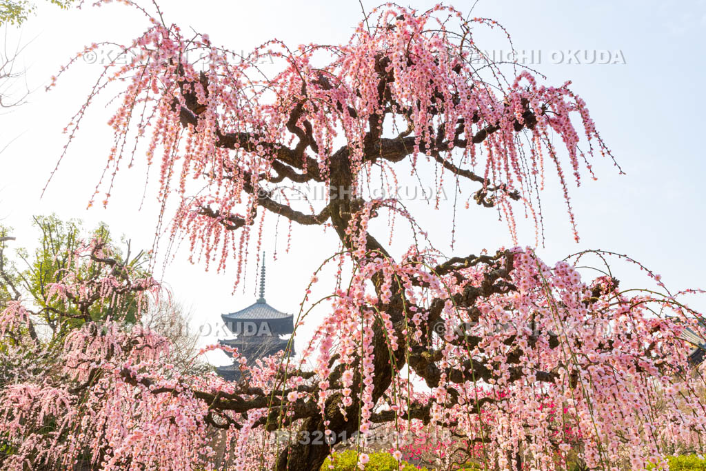 京都府　東寺　梅苑　しだれ梅と五重塔（国宝）