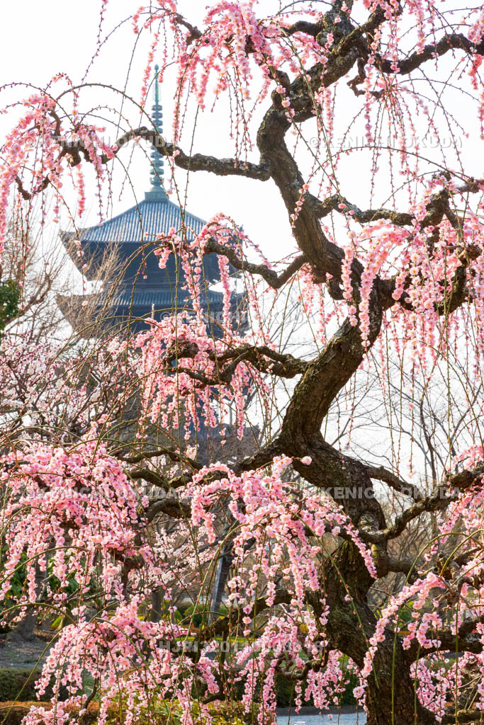 京都府　東寺　梅苑　しだれ梅と五重塔（国宝）