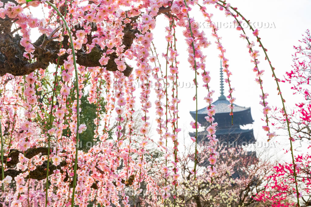 京都府　東寺　梅苑　しだれ梅と五重塔（国宝）