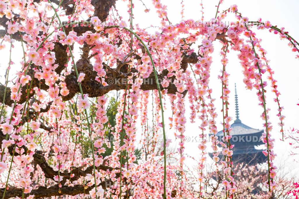 京都府　東寺　梅苑　しだれ梅と五重塔（国宝）