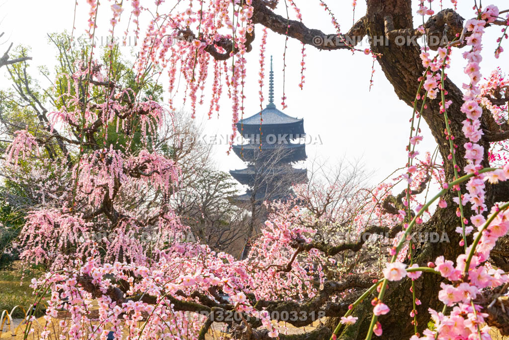 京都府　東寺　梅苑　しだれ梅と五重塔（国宝）