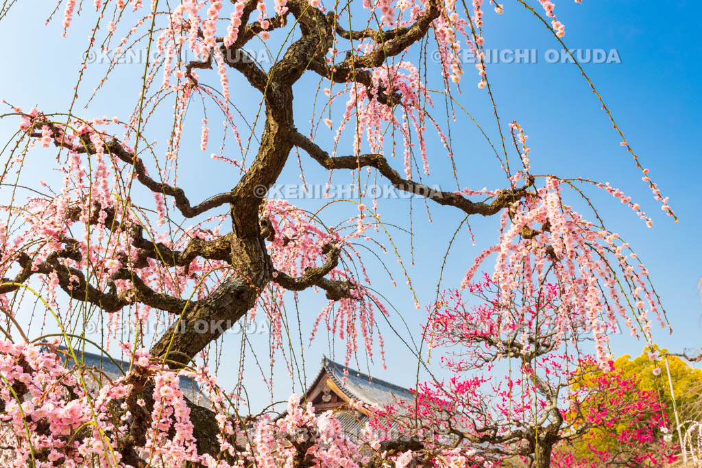 京都府　東寺　梅苑　しだれ梅と紅梅