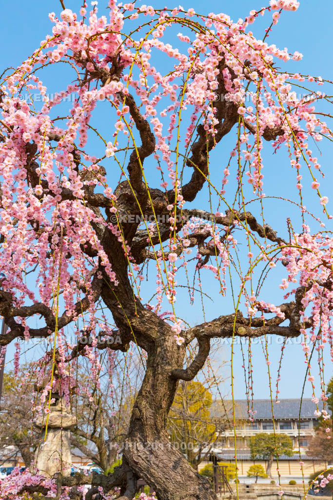 京都府　東寺　梅苑　しだれ梅