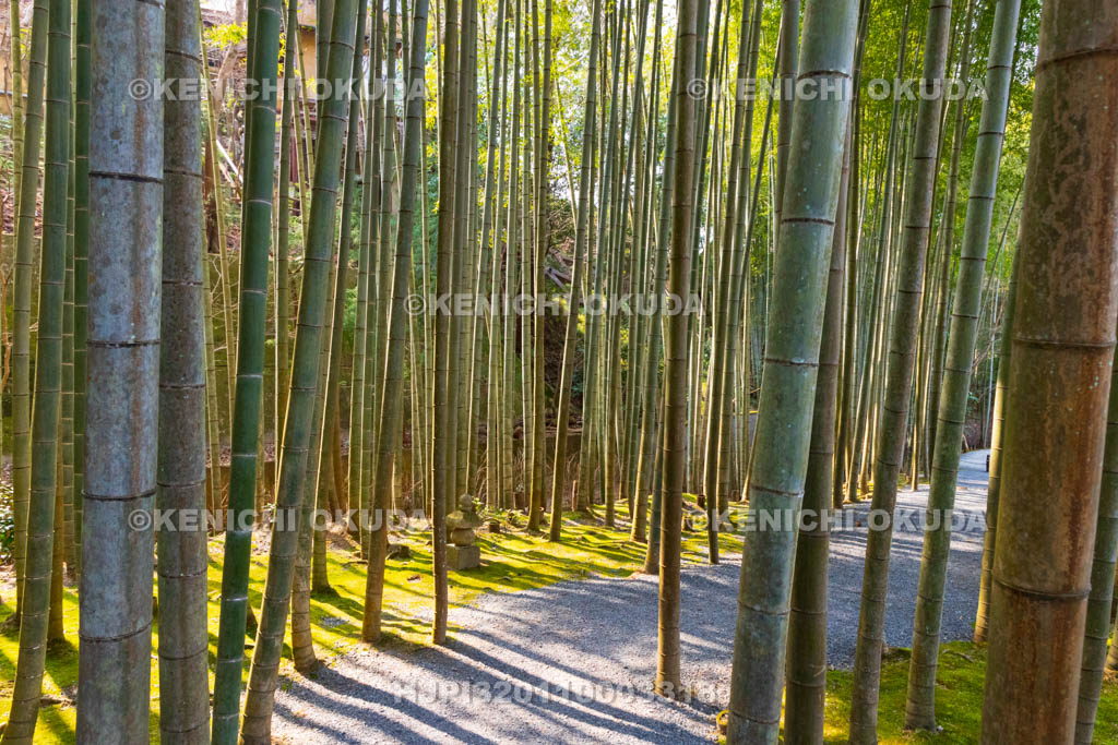 京都府　圓光寺　応挙竹林