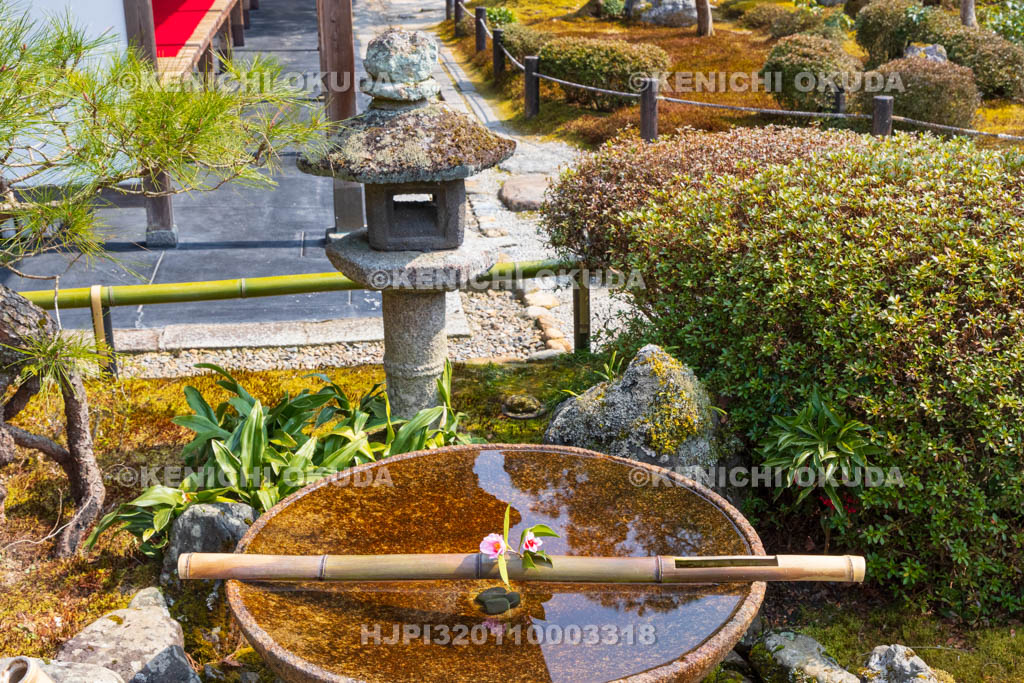 京都府　圓光寺　十牛之庭　花手水の椿