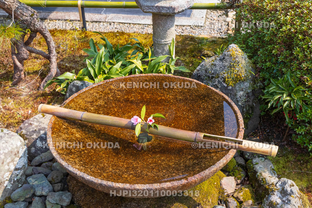 京都府　圓光寺　十牛之庭　花手水の椿