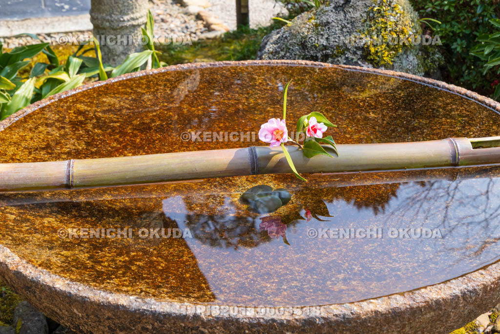 京都府　圓光寺　十牛之庭　花手水の椿