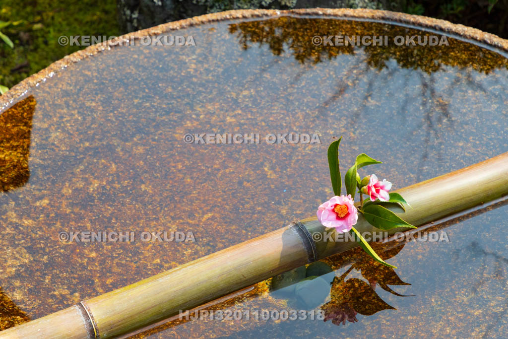 京都府　圓光寺　十牛之庭　花手水の椿