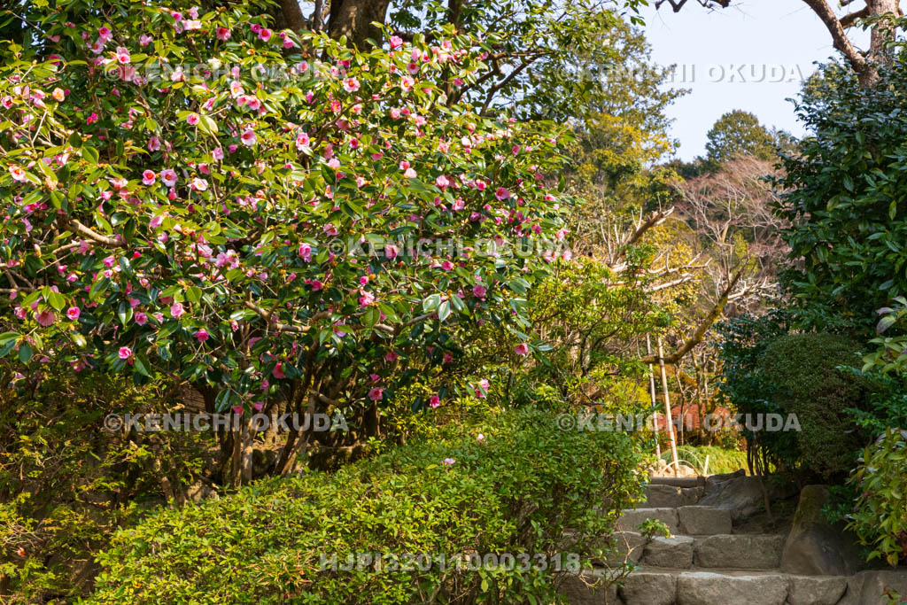 京都府　詩仙堂丈山寺　庭園の有楽椿　十方閣前