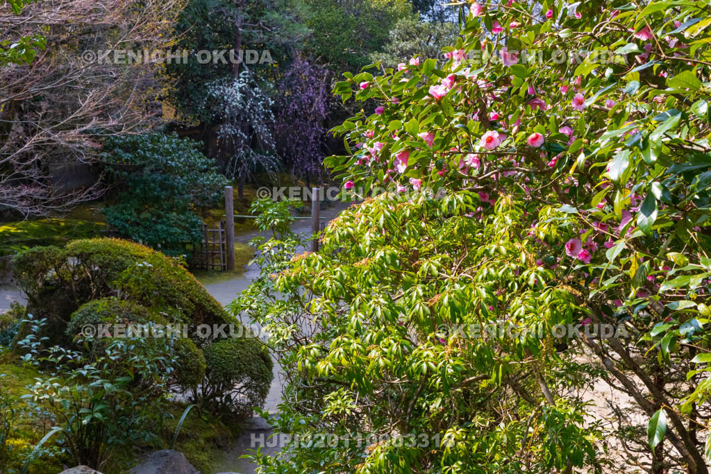 京都府　詩仙堂丈山寺　庭園の有楽椿　十方閣前