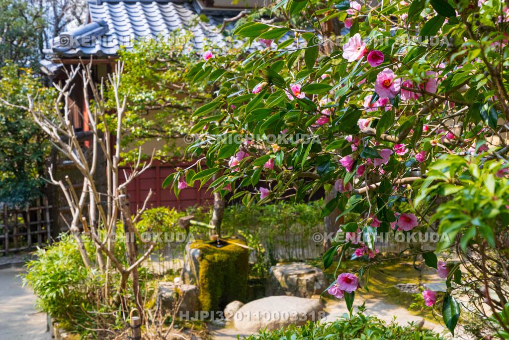 京都府　詩仙堂丈山寺　庭園の有楽椿　十方閣前