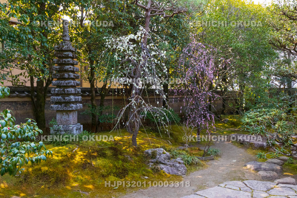 京都府　詩仙堂丈山寺　十方閣庭園　しだれ梅