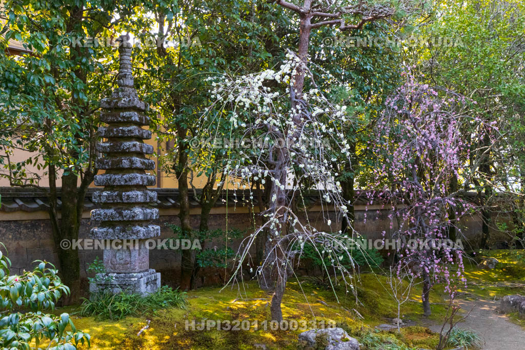 京都府　詩仙堂丈山寺　十方閣庭園　しだれ梅
