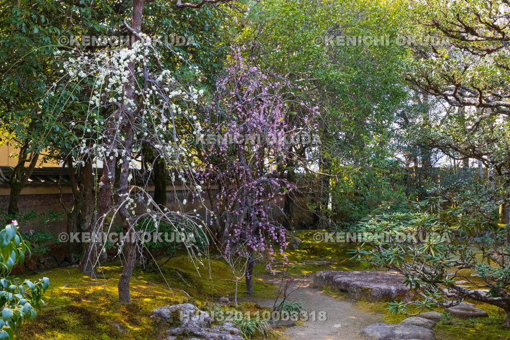 京都府　詩仙堂丈山寺　十方閣庭園　しだれ梅