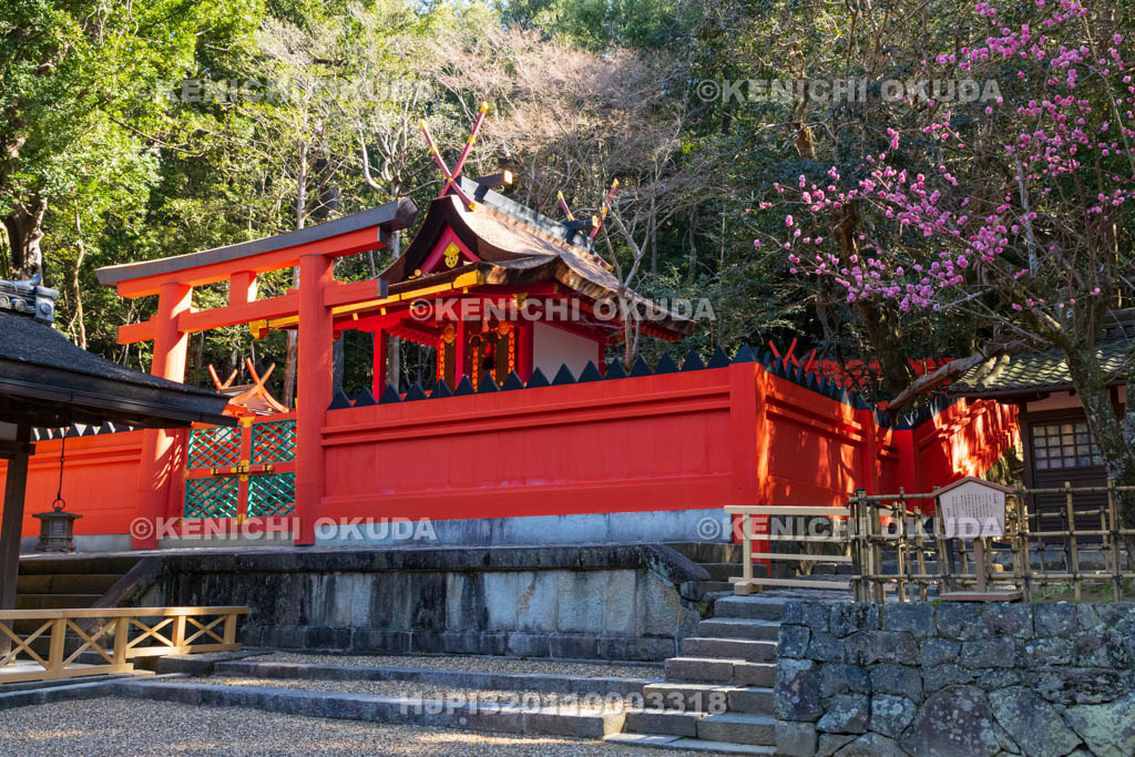 奈良県　春日大社　若宮神社（重要文化財）と若宮紅梅