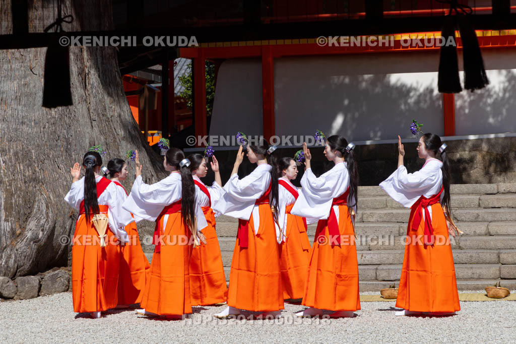 奈良県　春日大社　林檎の庭　御田植神事