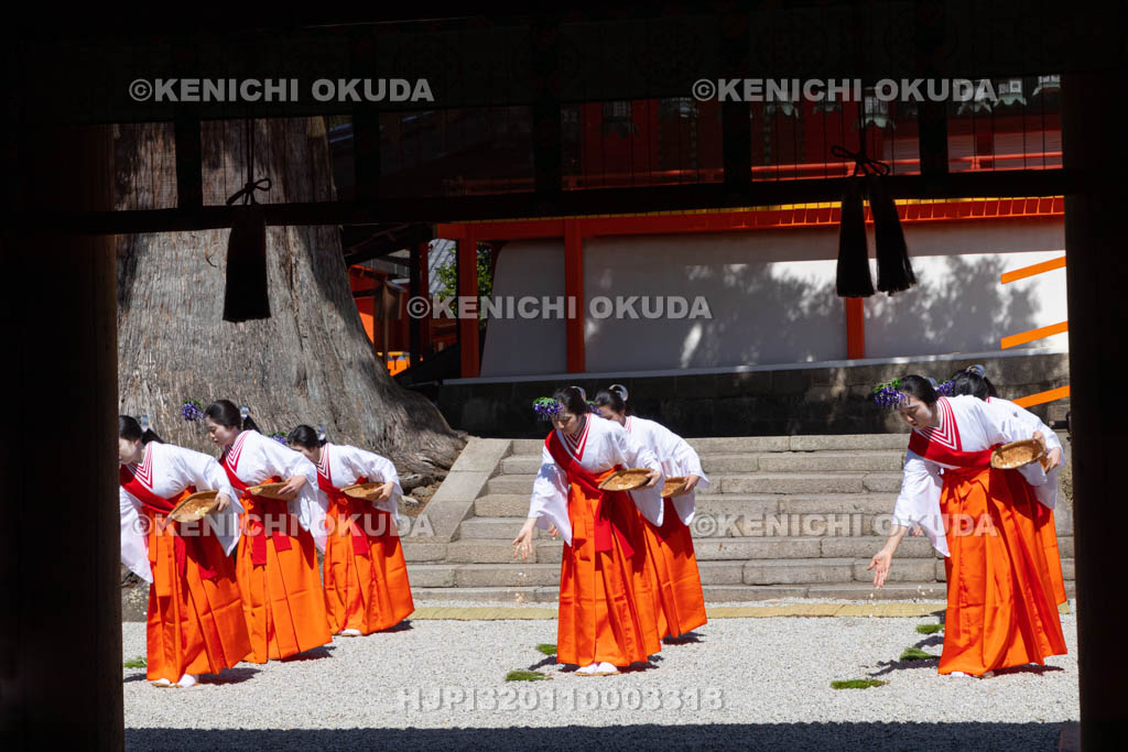 奈良県　春日大社　林檎の庭　御田植神事