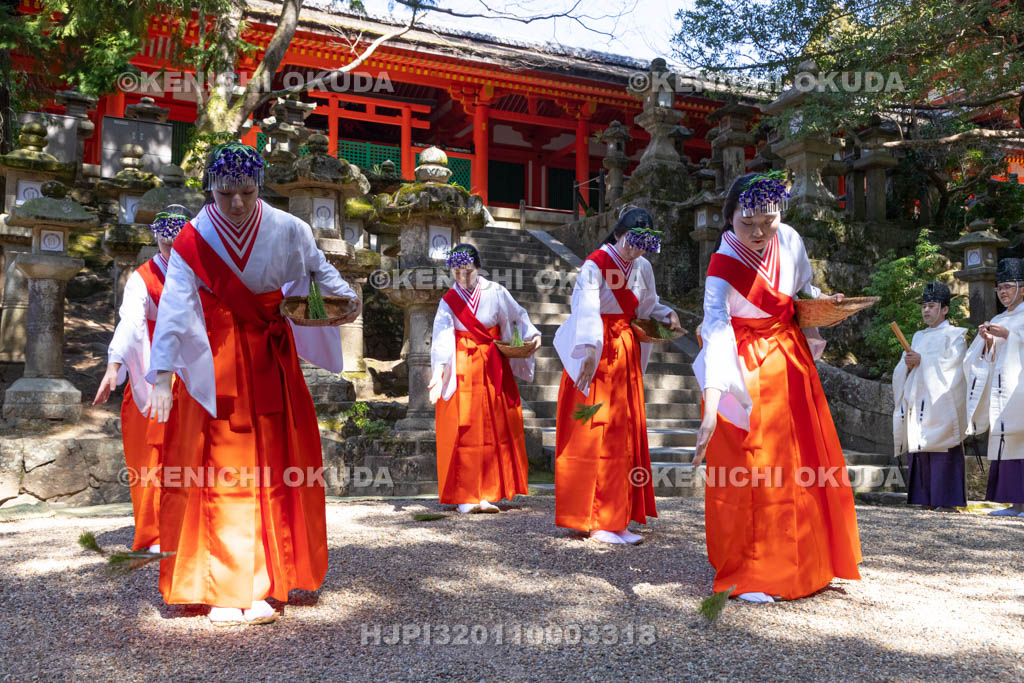 奈良県　春日大社　榎本神社前　御田植神事