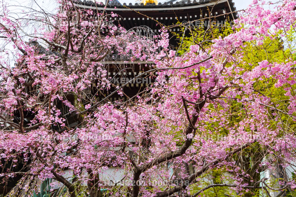 京都府　六角堂頂法寺　本堂と枝垂れ桜