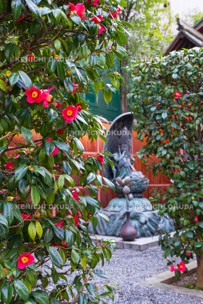 京都府　六角堂頂法寺　椿と如意輪観音菩薩像