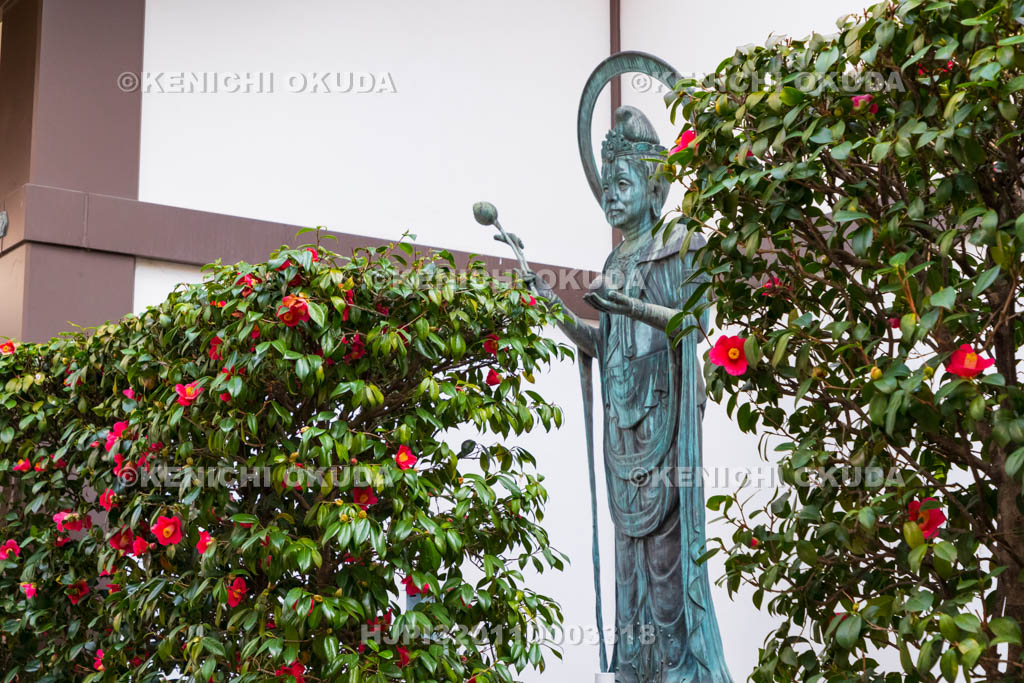 京都府　六角堂頂法寺　椿と観音菩薩像