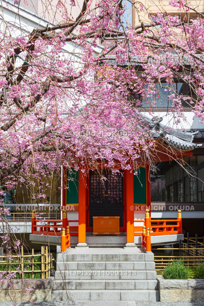 京都府　六角堂頂法寺　太子堂と枝垂れ桜